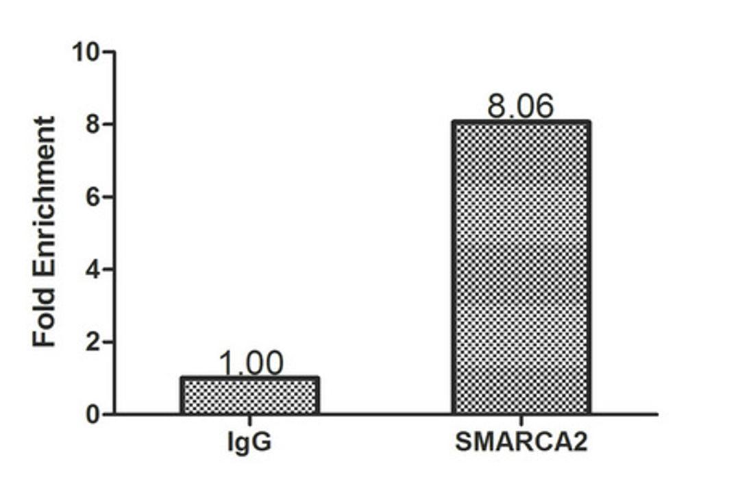 Chromatin Immunoprecipitation Hela (1.1*10<sup>6</sup>) were cross-linked with formaldehyde, sonicated, and immunoprecipitated with 4µg anti-SMARCA2 or a control normal rabbit IgG. The resulting ChIP DNA was quantified using real-time PCR with primers (CSB-PP021799HU) against the ESR1 pS2 promoter.
