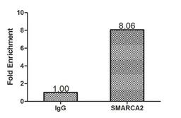 Chromatin Immunoprecipitation Hela (1.1*10<sup>6</sup>) were cross-linked with formaldehyde, sonicated, and immunoprecipitated with 4µg anti-SMARCA2 or a control normal rabbit IgG. The resulting ChIP DNA was quantified using real-time PCR with primers (CSB-PP021799HU) against the ESR1 pS2 promoter.