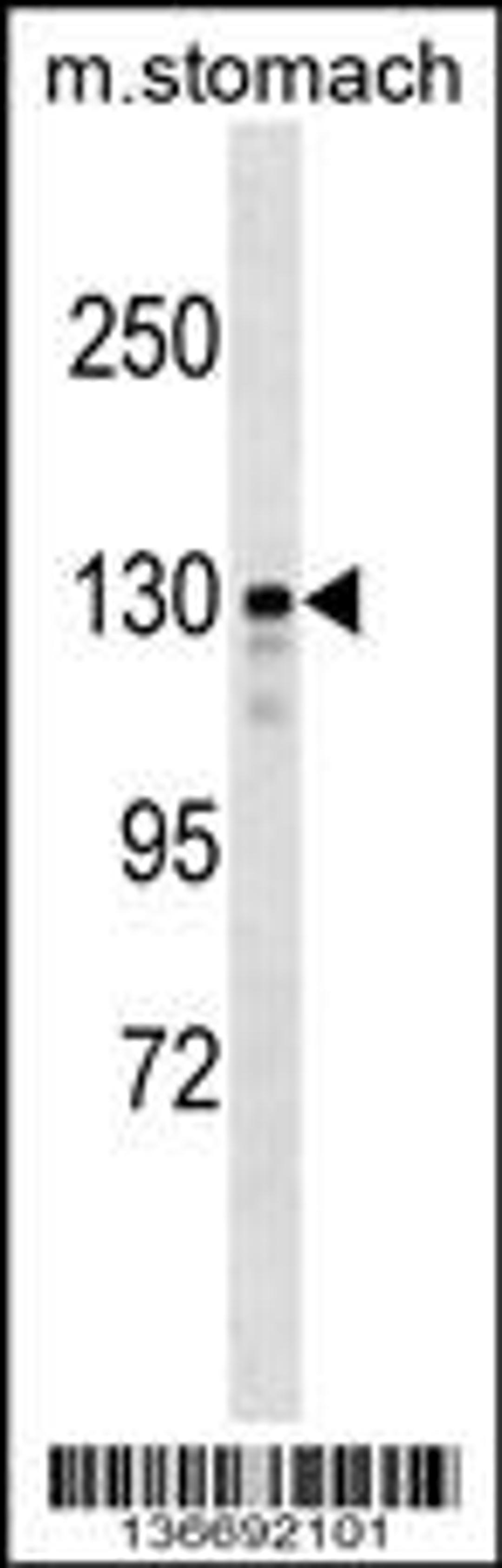 Western blot analysis in mouse stomach tissue lysates (35ug/lane).