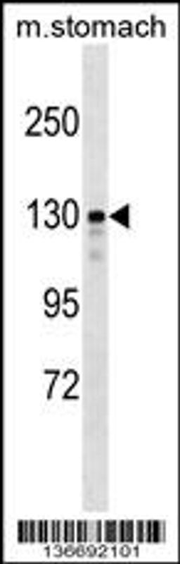 Western blot analysis in mouse stomach tissue lysates (35ug/lane).