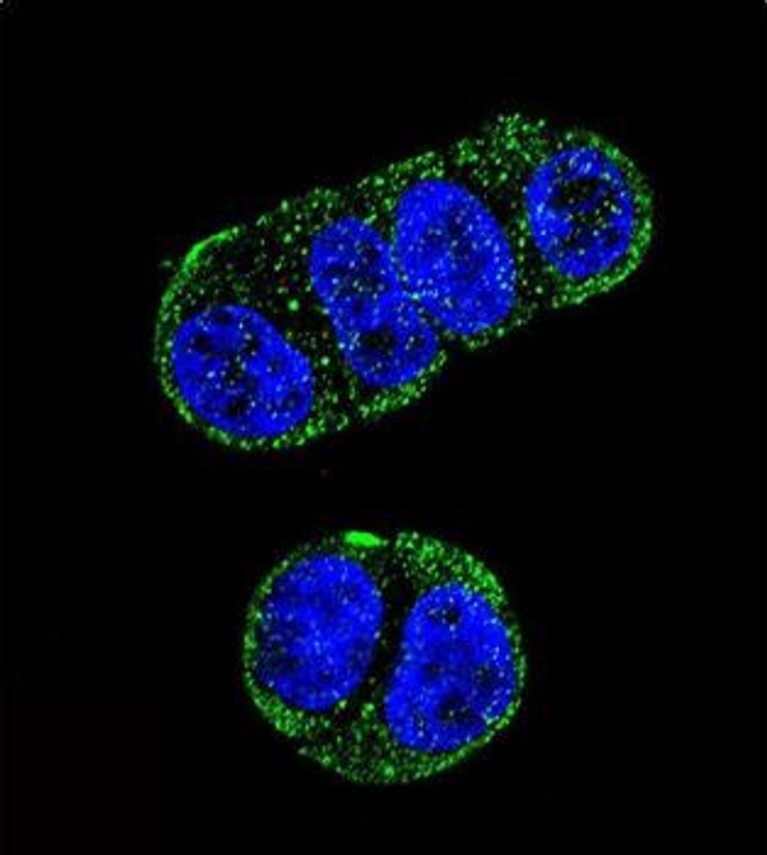 Immunofluorescense analysis of ZR-75-1 cell using FOLH1 antibody (primary antibody dilution at: 1:10-50)