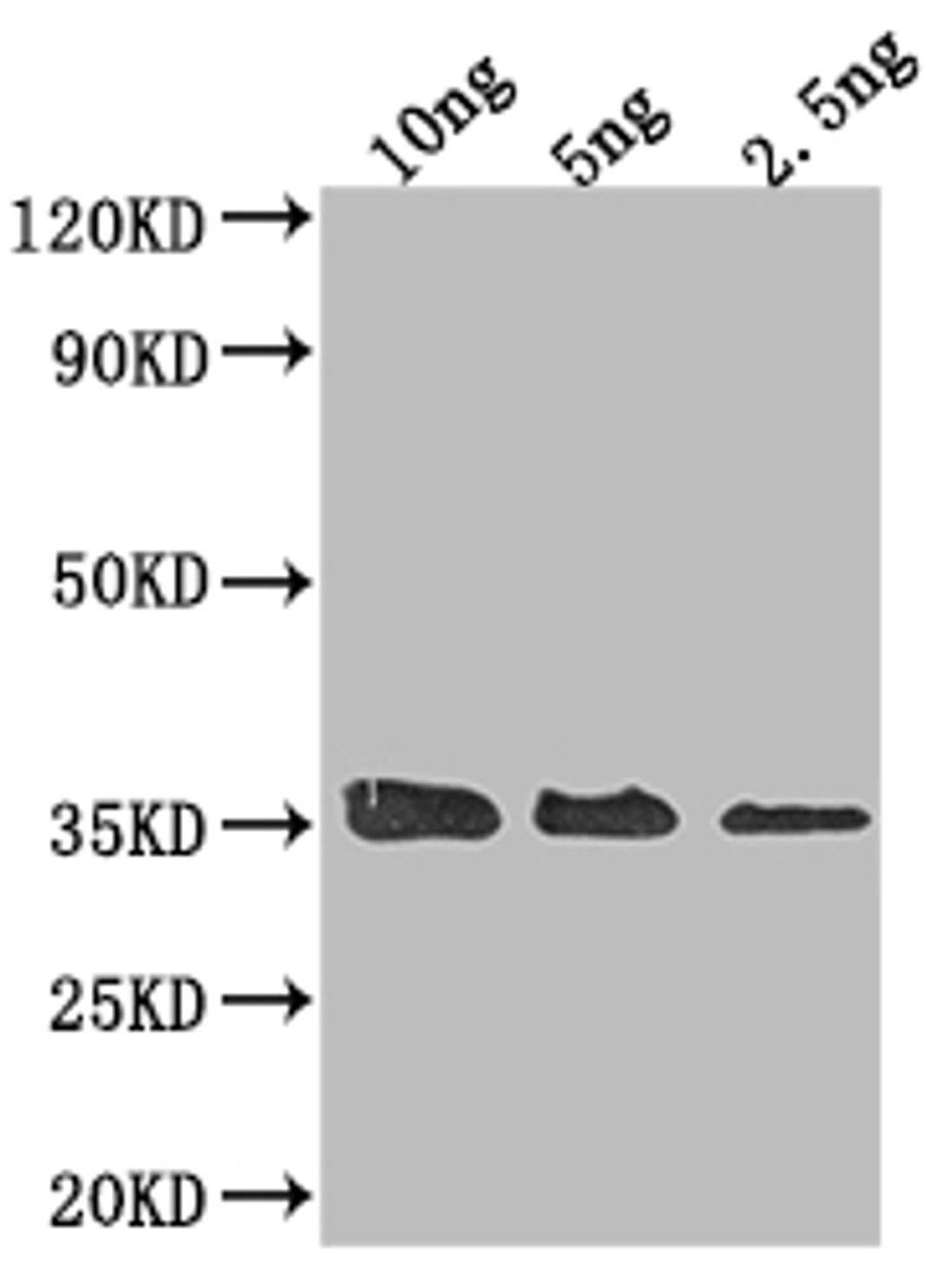 Western Blot. Positive WB detected in Recombinant protein. All lanes: ORF3 antibody at 1:2000. Secondary. Goat polyclonal to rabbit IgG at 1/50000 dilution. Predicted band size: 42 kDa. Observed band size: 35 kDa. 