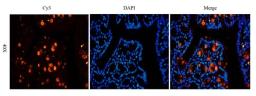 IF analysis of guinea pig rectum tissue using anti-ECP (dilution of primary antibody at 2.5 ug/ml)