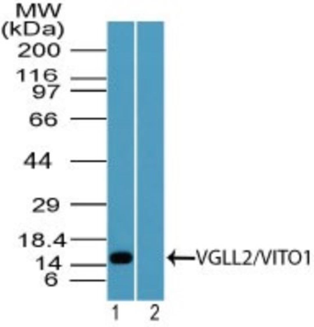 Western Blot: VGLL2 Antibody [NBP2-24649] - analysis of VGLL2/VITO1 in human skeletal muscle lysate in the 1) absence and 2) presence of immunizing peptide using this antibody. I goat anti-rabbit Ig HRP secondary antibody and PicoTect ECL substrate solution were used for this test.