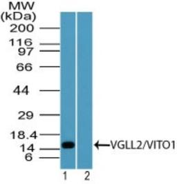 Western Blot: VGLL2 Antibody [NBP2-24649] - analysis of VGLL2/VITO1 in human skeletal muscle lysate in the 1) absence and 2) presence of immunizing peptide using this antibody. I goat anti-rabbit Ig HRP secondary antibody and PicoTect ECL substrate solution were used for this test.