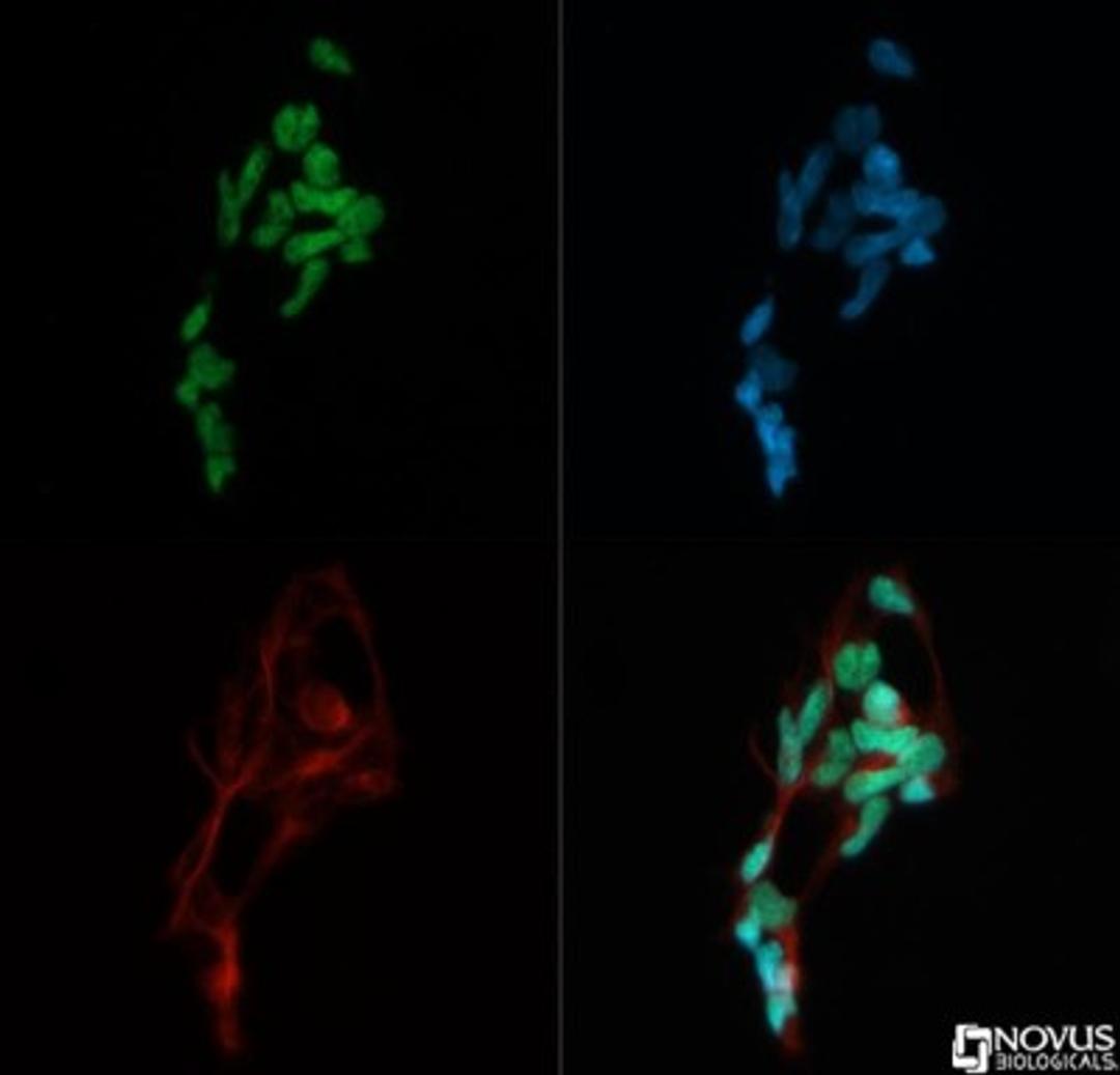 Immunocytochemistry/Immunofluorescence: MTA2 Antibody [NB100-56483] - MTA2 antibody was tested in HEK293 cells with Dylight 488 (green). Nuclei and alpha-tubulin were counterstained with DAPI (blue) and Dylight 550 (red).