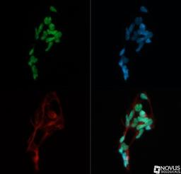 Immunocytochemistry/Immunofluorescence: MTA2 Antibody [NB100-56483] - MTA2 antibody was tested in HEK293 cells with Dylight 488 (green). Nuclei and alpha-tubulin were counterstained with DAPI (blue) and Dylight 550 (red).