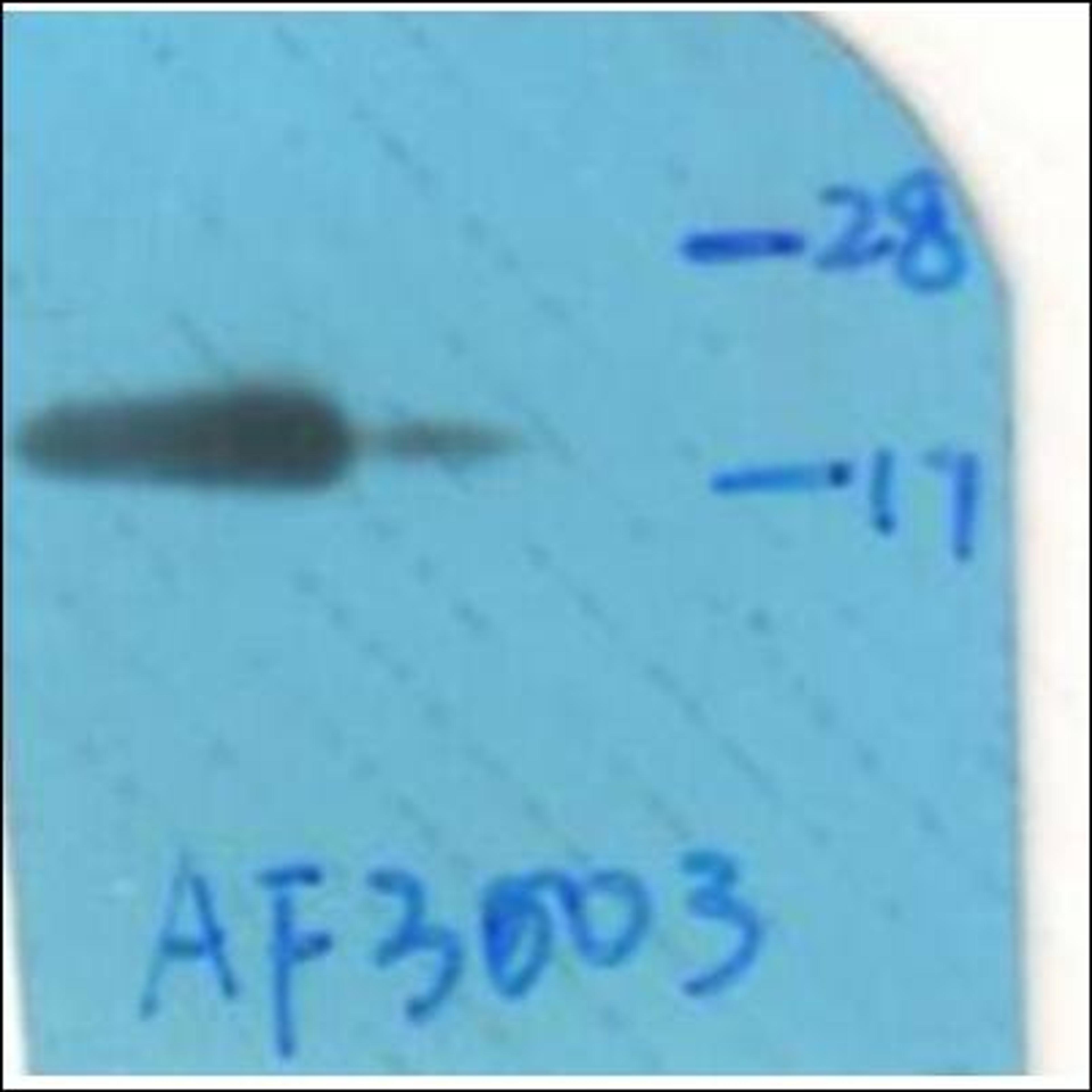 Western blot analysis of whole cell lysates using HSP20 -Phospho-Ser16- antibody