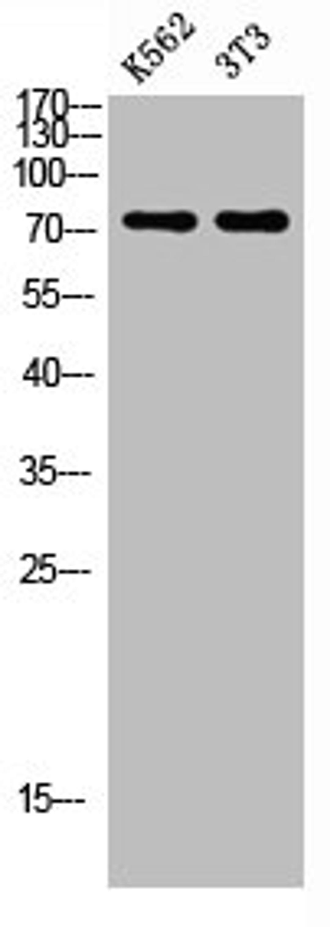 Western blot analysis of K562 3T3 lysate, antibody was diluted at 500. Secondary antibody was diluted at 1:20000