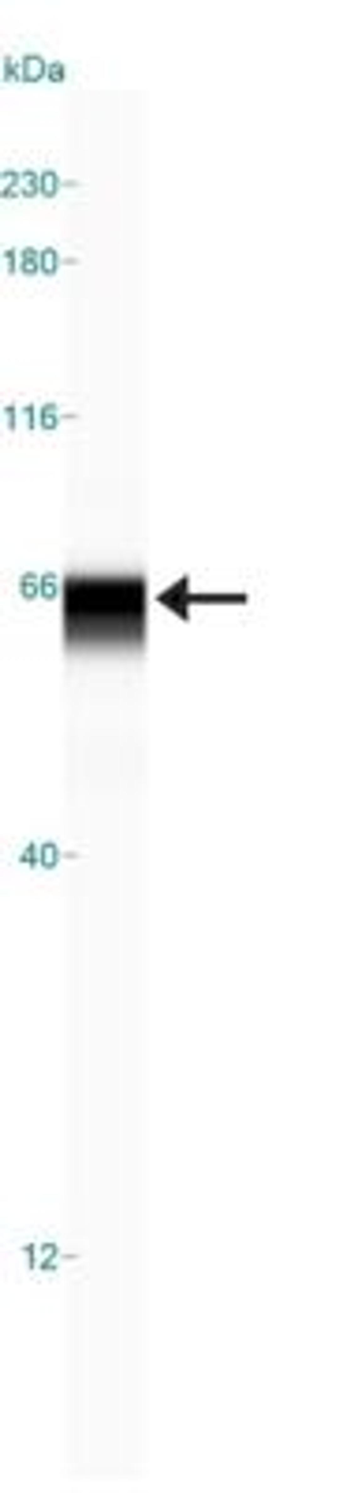 Simple Western: USP22 Antibody [NBP1-49644] - Simple Western lane view shows a specific band for USP22 in 1.0 mg/ml of HeLa lysate.  This experiment was performed under reducing conditions using the 12-230 kDa separation system.