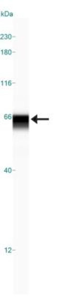 Simple Western: USP22 Antibody [NBP1-49644] - Simple Western lane view shows a specific band for USP22 in 1.0 mg/ml of HeLa lysate.  This experiment was performed under reducing conditions using the 12-230 kDa separation system.