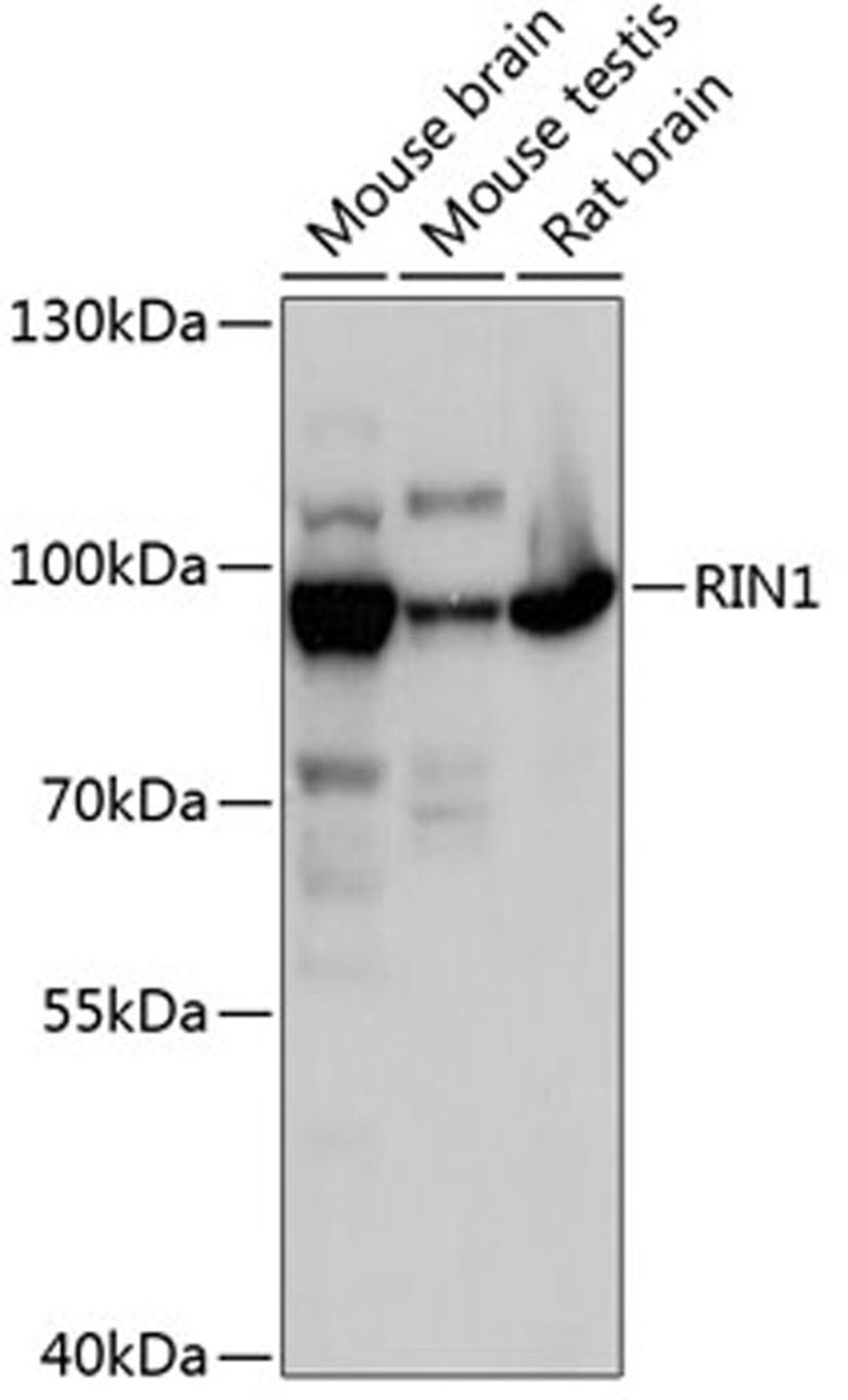 Western blot - RIN1 antibody (A13791)