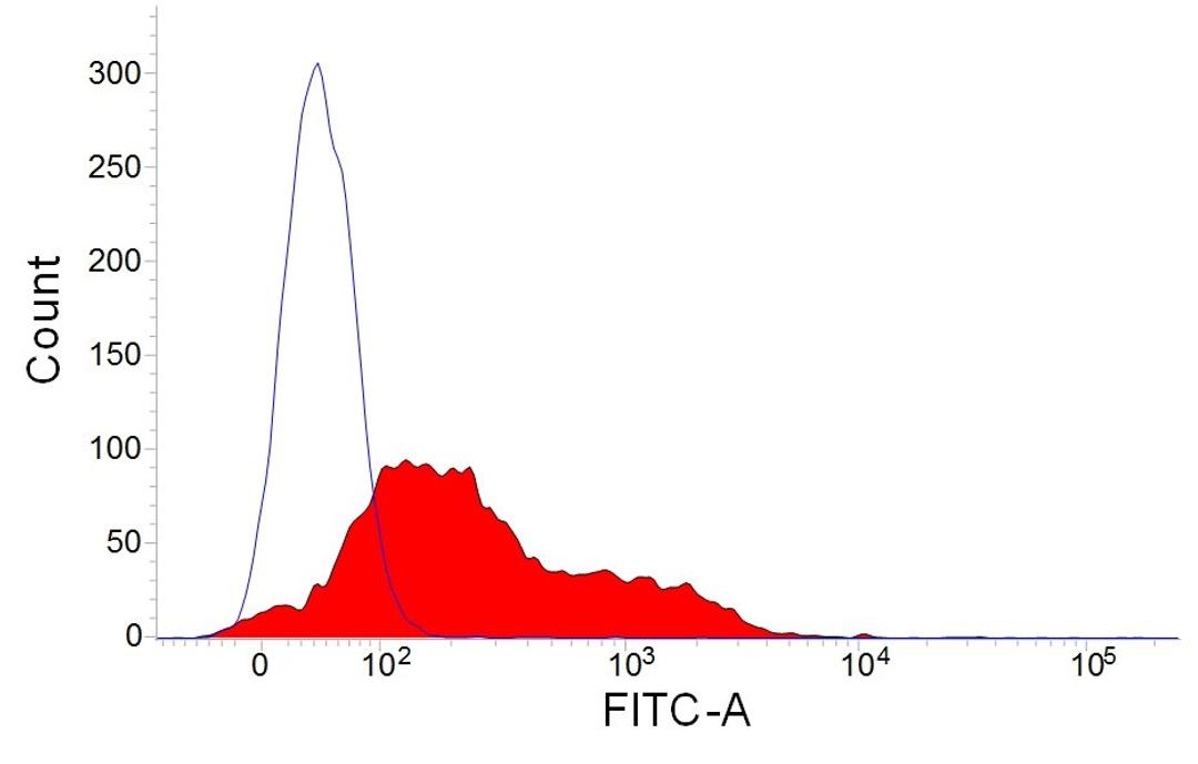 Staining of lapine peripheral blood lymphocytes with Mouse anti Rabbit IgM (B cell marker):FITC