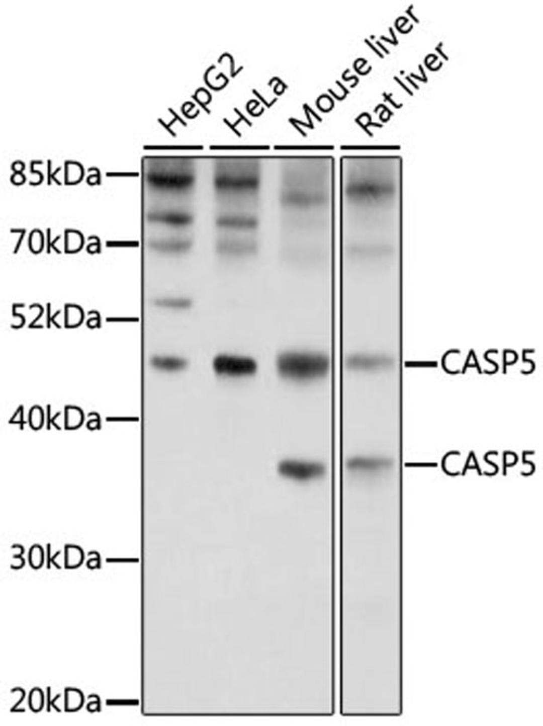 Western blot - Caspase-5 antibody (A16733)