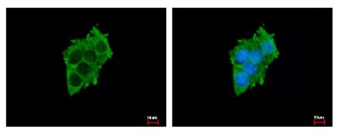 Immunocytochemistry/Immunofluorescence: SLC17A5 Antibody [NBP2-20383] - Sample: HepG2 cells were fixed in -20C 100% MeOH for 5 min. Green: SLC17A5 protein stained by SLC17A5 antibody diluted at 1:500. Blue: Hoechst 33343 staining.