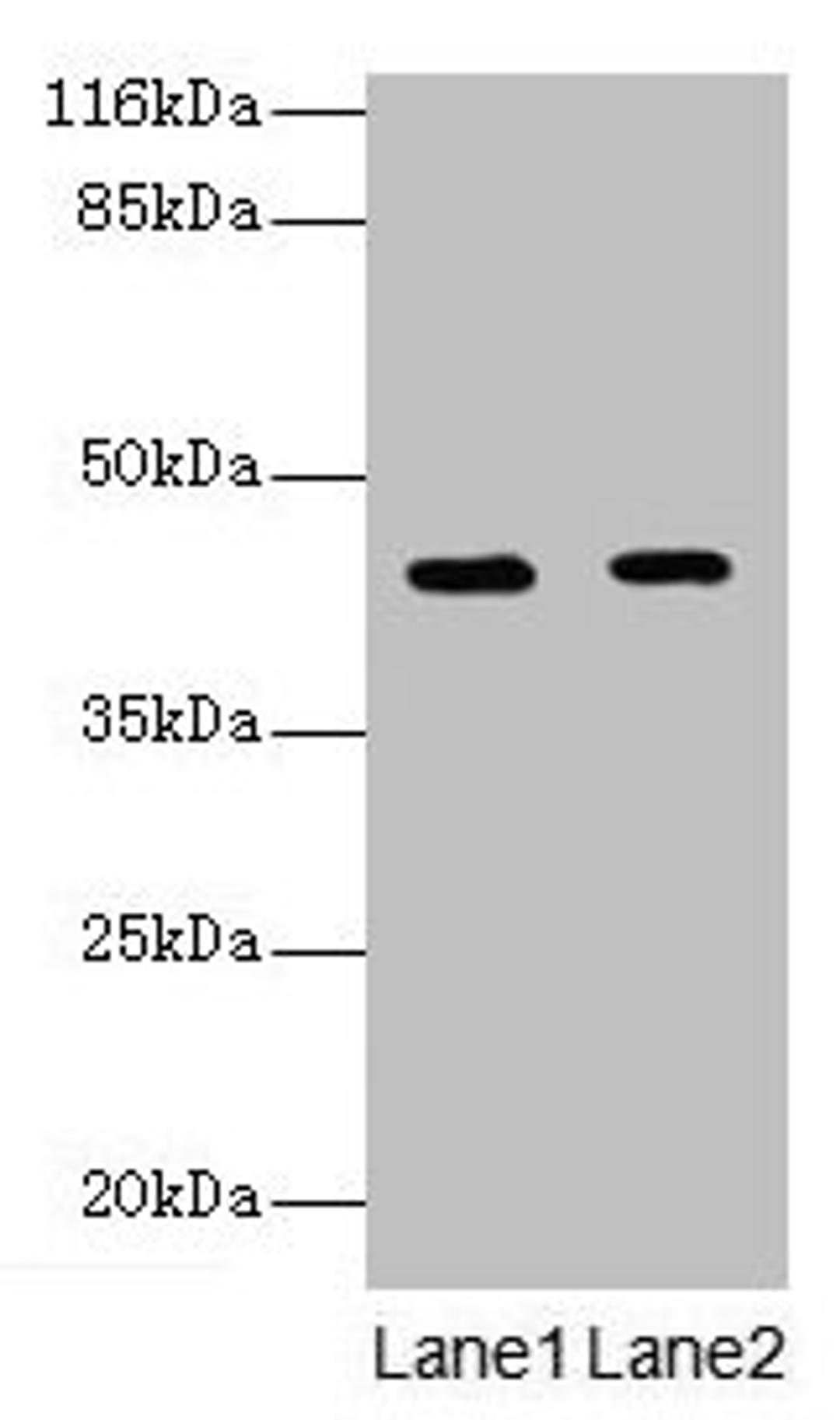 Western blot. All lanes: GFOD2 antibody at 2µg/ml. Lane 1: K562 whole cell lysate. Lane 2: Hela whole cell lysate. Secondary. Goat polyclonal to rabbit IgG at 1/10000 dilution. Predicted band size: 43, 31, 13 kDa. Observed band size: 43 kDa