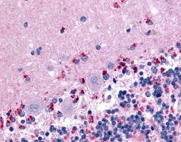 Immunohistochemistry-Paraffin: Wnt-2b Antibody [NB110-55622] - Analysis of anti-WNT2B antibody with human brain, cerebellum.