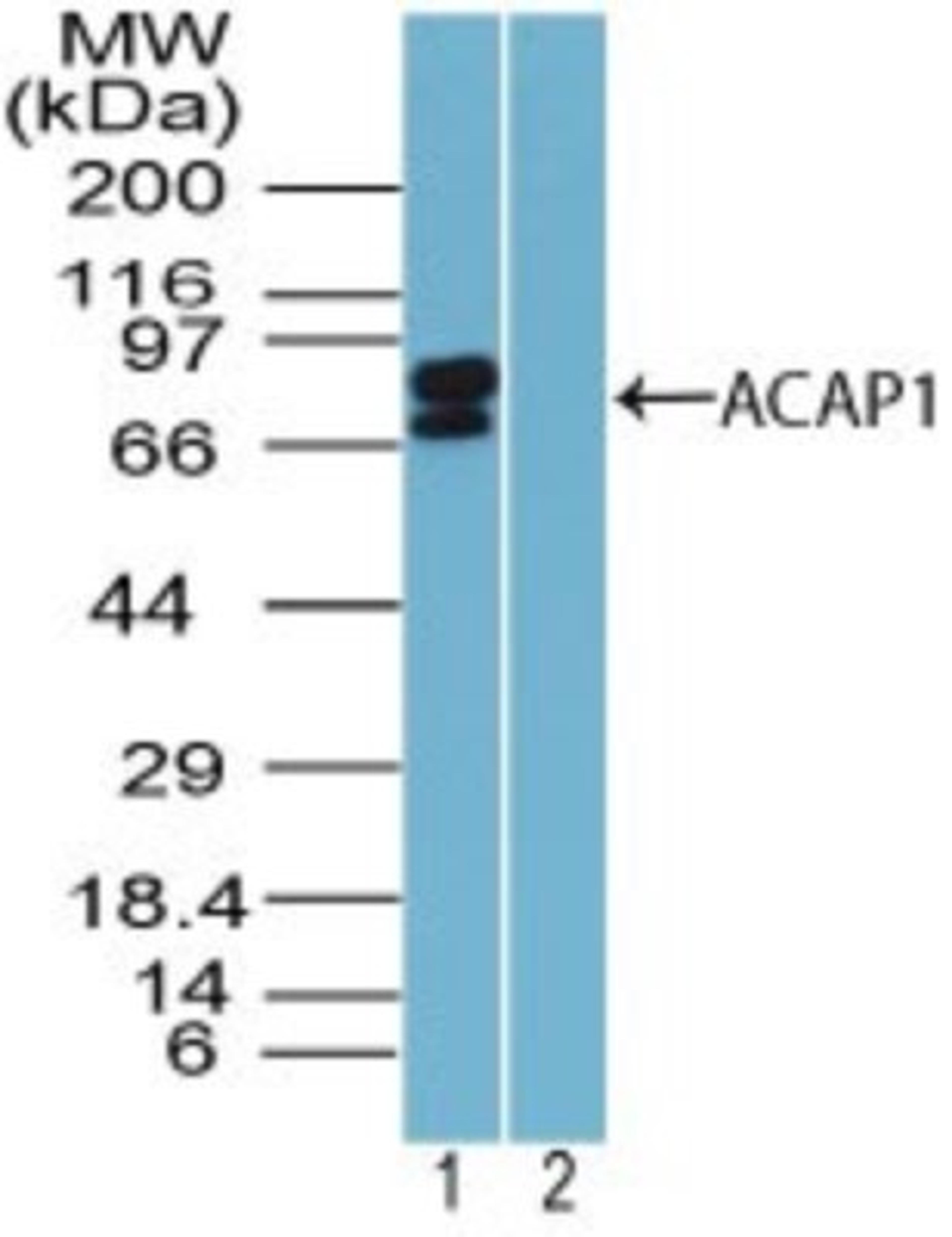 Western Blot: CENTB1 Antibody [NBP2-24631] - Analysis of ACAP1 in K562 cell lysate in the 1) absence and 2) presence of immunizing peptide using this antibody. 0 ug/ml. I goat anti-rabbit Ig HRP secondary antibody and PicoTect ECL substrate solution were used for this test.