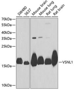 Western blot - VSNL1 Antibody (A6999)