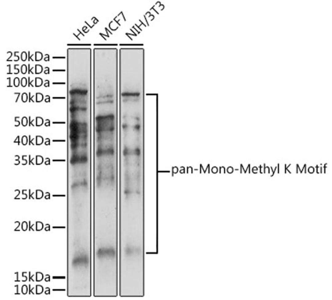 Western blot - pan-Mono-Methyl K Motif antibody (A18293)