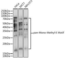 Western blot - pan-Mono-Methyl K Motif antibody (A18293)