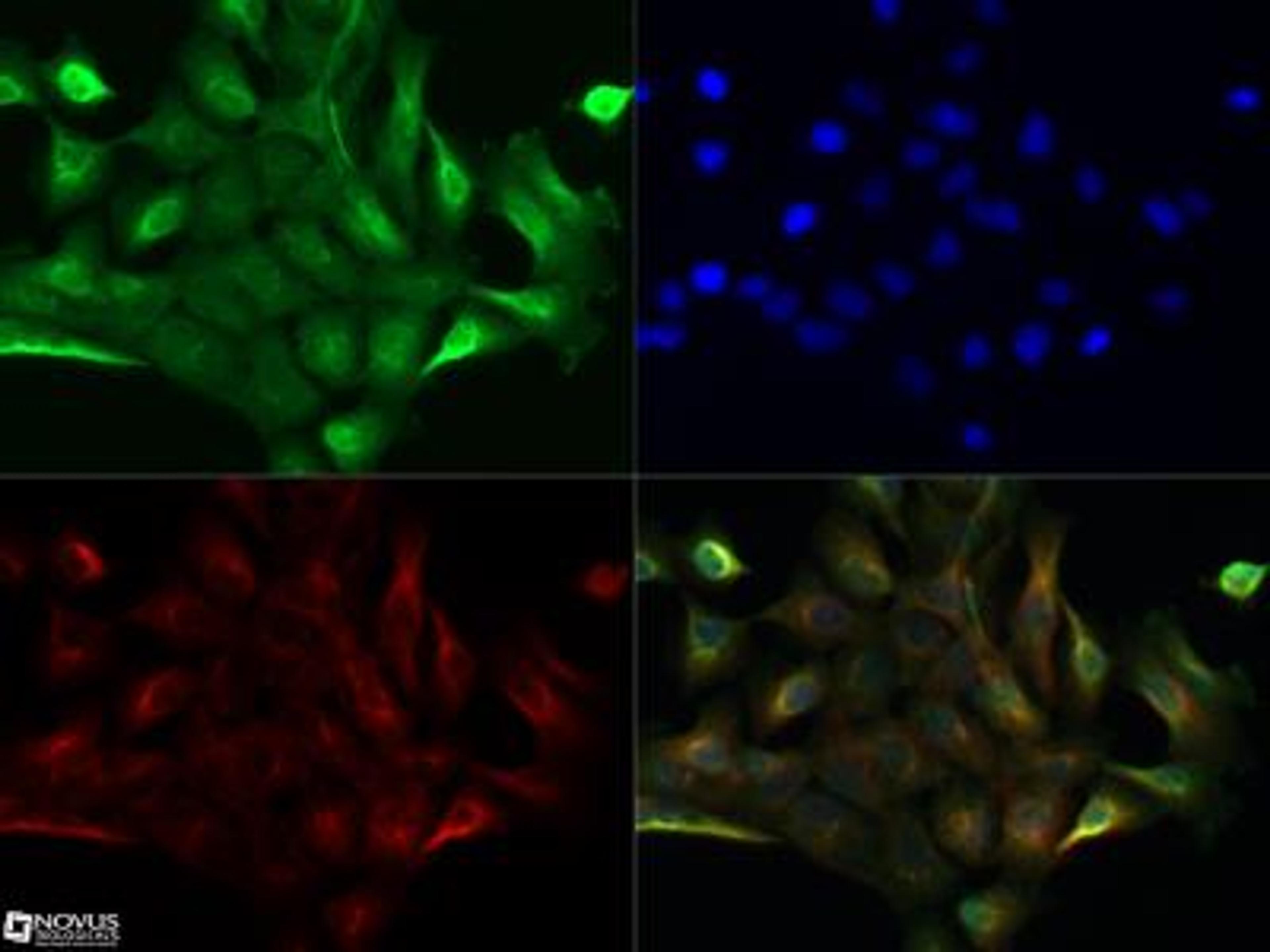 Immunocytochemistry/Immunofluorescence: TdT Antibody [NBP2-31368] - TdT antibody was tested in A431 cells with Dylight 488 (green). Nuclei and alpha-tubulin were counterstained with DAPI (blue) and Dylight 550 (red). An antibody concentration of 0.01 ug/ml was used. Image objective 40x.