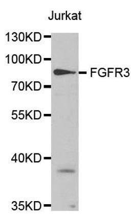 Western blot analysis of extracts of Jurkat cell lines using FGF Receptor 3 antibody