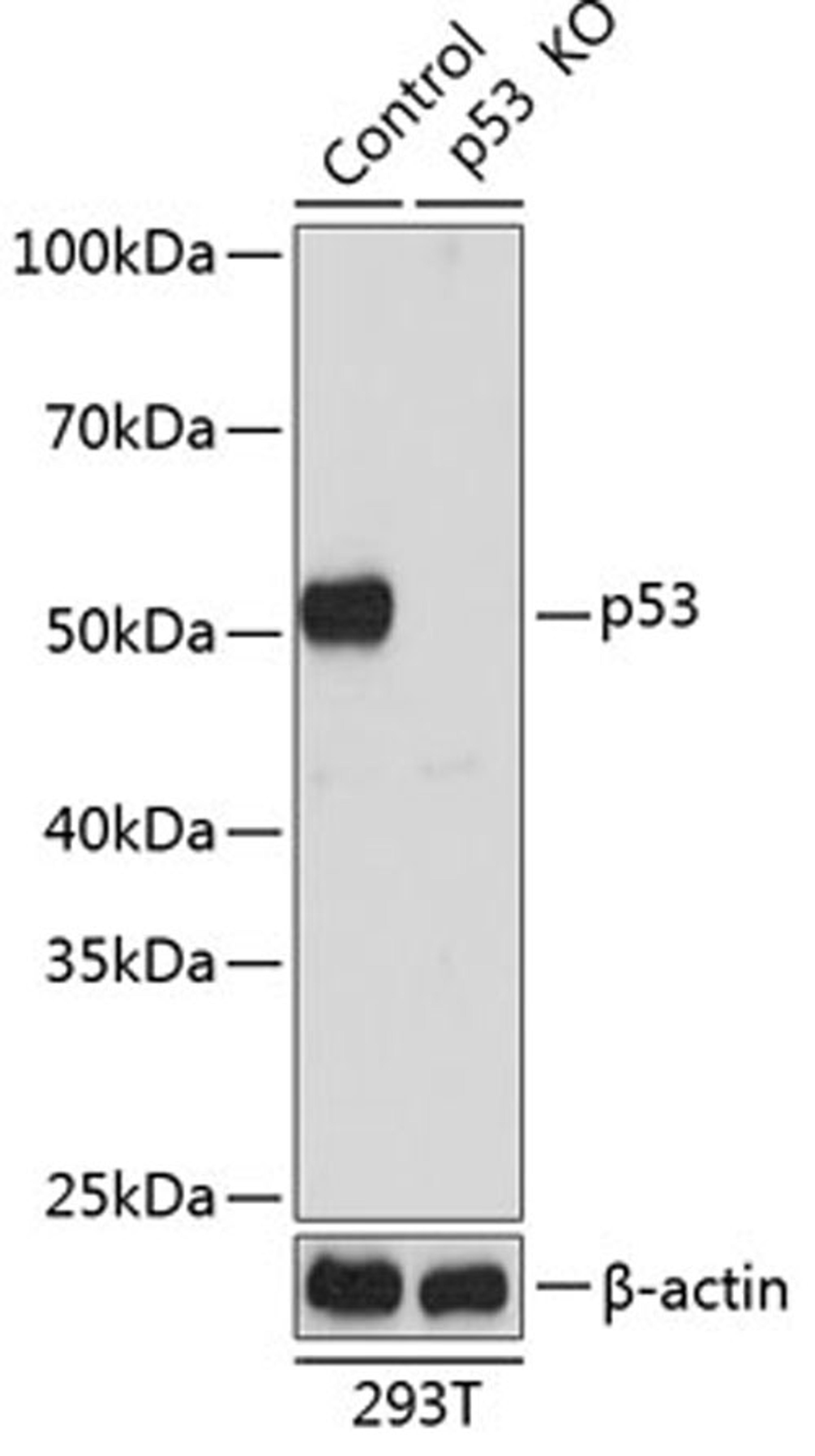 Western blot - p53 antibody (A19585)