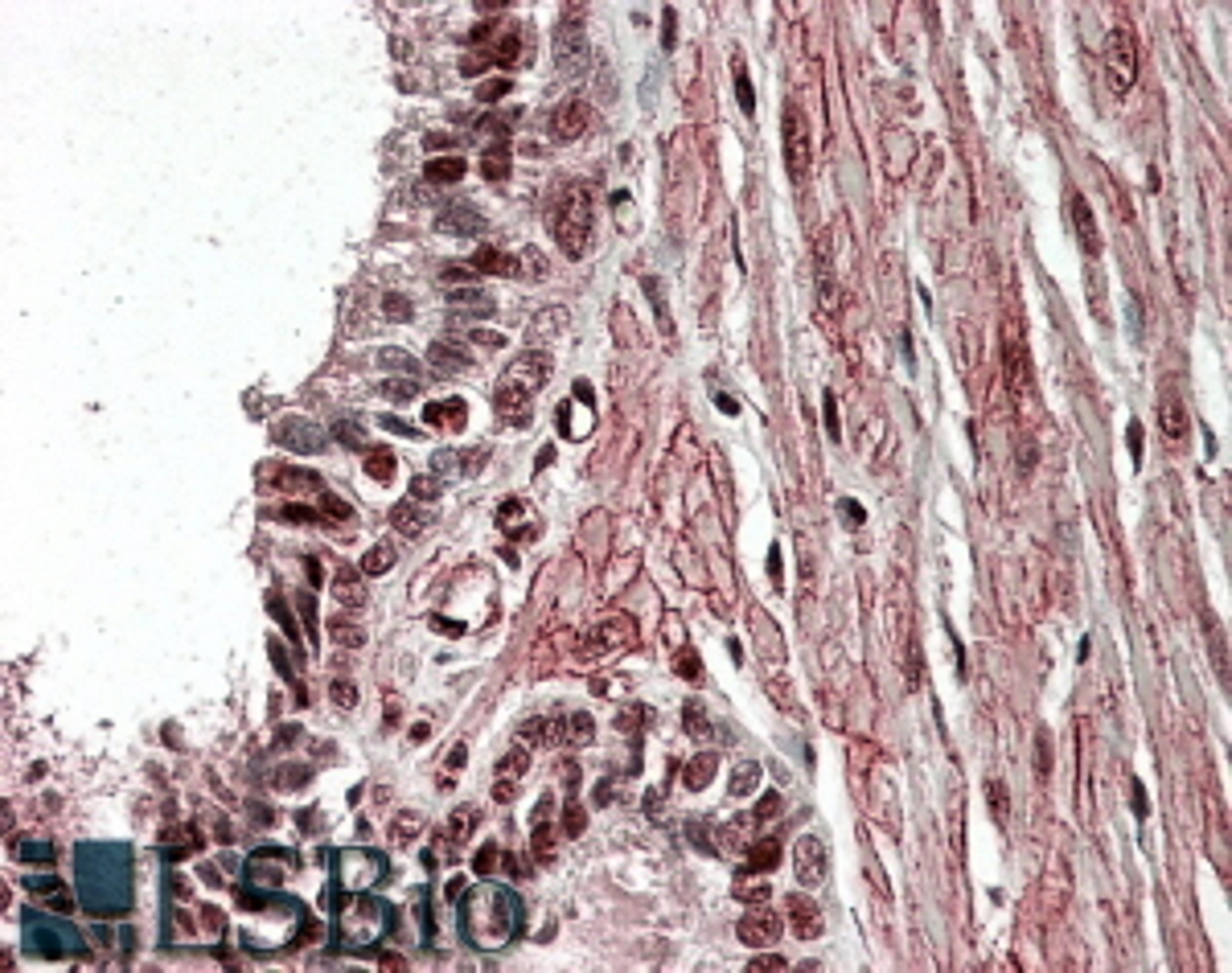 46-616 (3.8ug/ml) staining of paraffin embedded Human Prostate. Steamed antigen retrieval with citrate buffer pH 6, AP-staining.