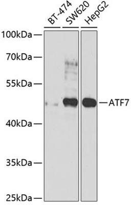 Western blot - ATF7 antibody (A7580)