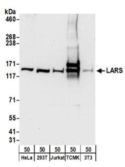 Detection of human and mouse LARS by western blot.