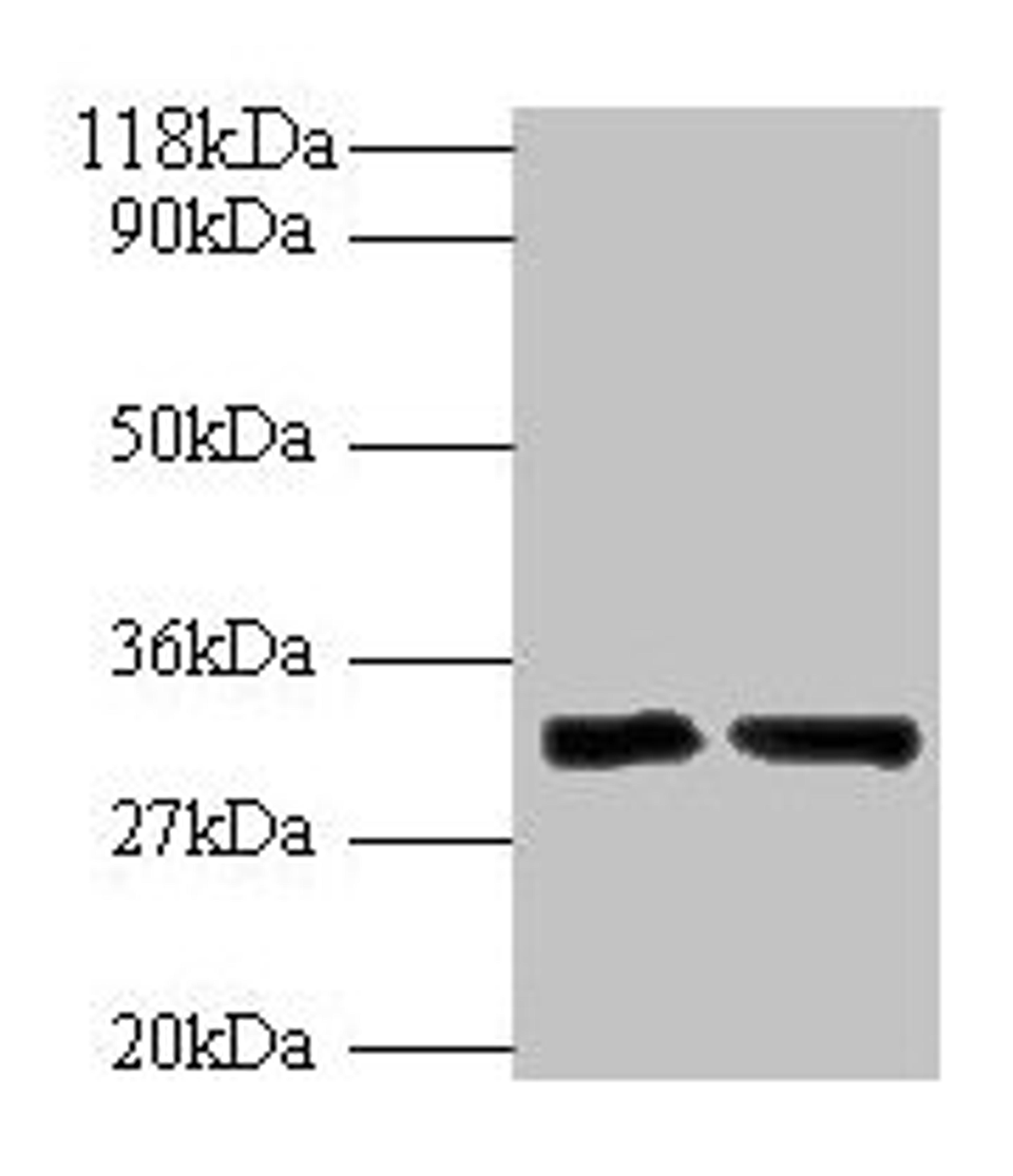 Western blot. All lanes: IL-33 antibody at 2µg/ml. Lane 1: Hela whole cell lysate. Lane 2: Mouse lung tissue. Secondary. Goat polyclonal to rabbit IgG at 1/10000 dilution. Predicted band size: 32 kDa. Observed band size: 32 kDa