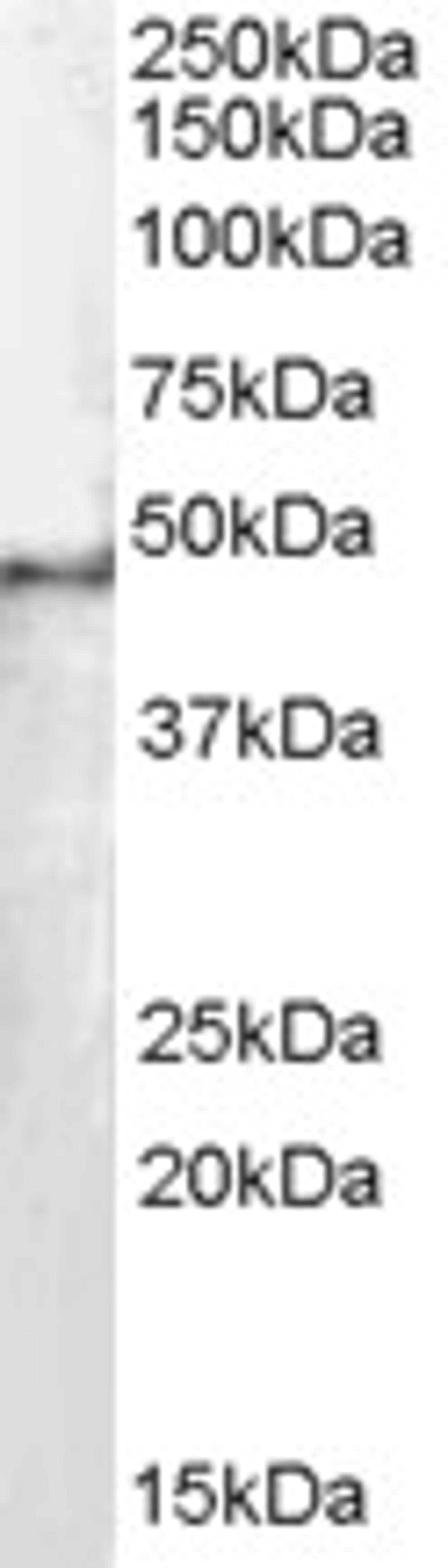 46-335 staining (0.1ug/ml) of Hela lysate (RIPA buffer, 35ug total protein per lane). Primary incubated for 1 hour. Detected by western blot using chemiluminescence.