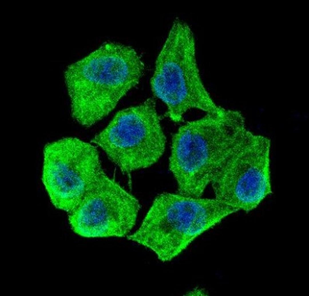 Immunocytochemistry/Immunofluorescence: beta-Actin Antibody [NB600-503] - IF Confocal analysis of HeLa cells using Beta Actin antibody (NB600-503, 1:5). An Alexa Fluor 488-conjugated Goat to rabbit IgG was used as secondary antibody (green). DAPI was used to stain the cell nuclei (blue).