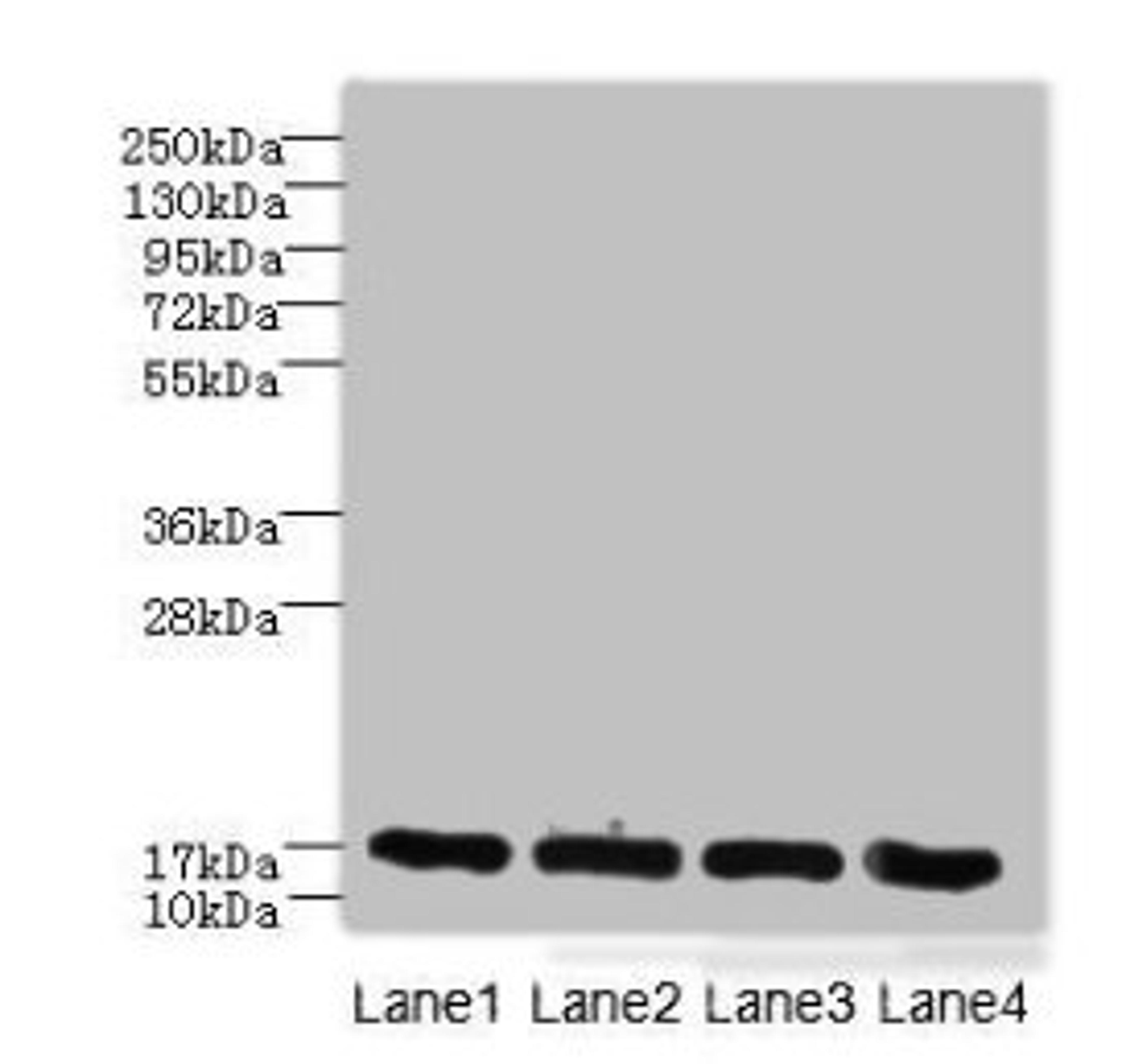 Western blot. All lanes: PLGRKT antibody at 6ug/ml. Lane 1: A431 whole cell lysate. Lane 2: Mouse lung tissue. Lane 3: NIH/3T3 whole cell lysate. Lane 4: U251 whole cell lysate. Secondary. Goat polyclonal to rabbit IgG at 1/10000 dilution. Predicted band size: 18 kDa. Observed band size: 18 kDa. 