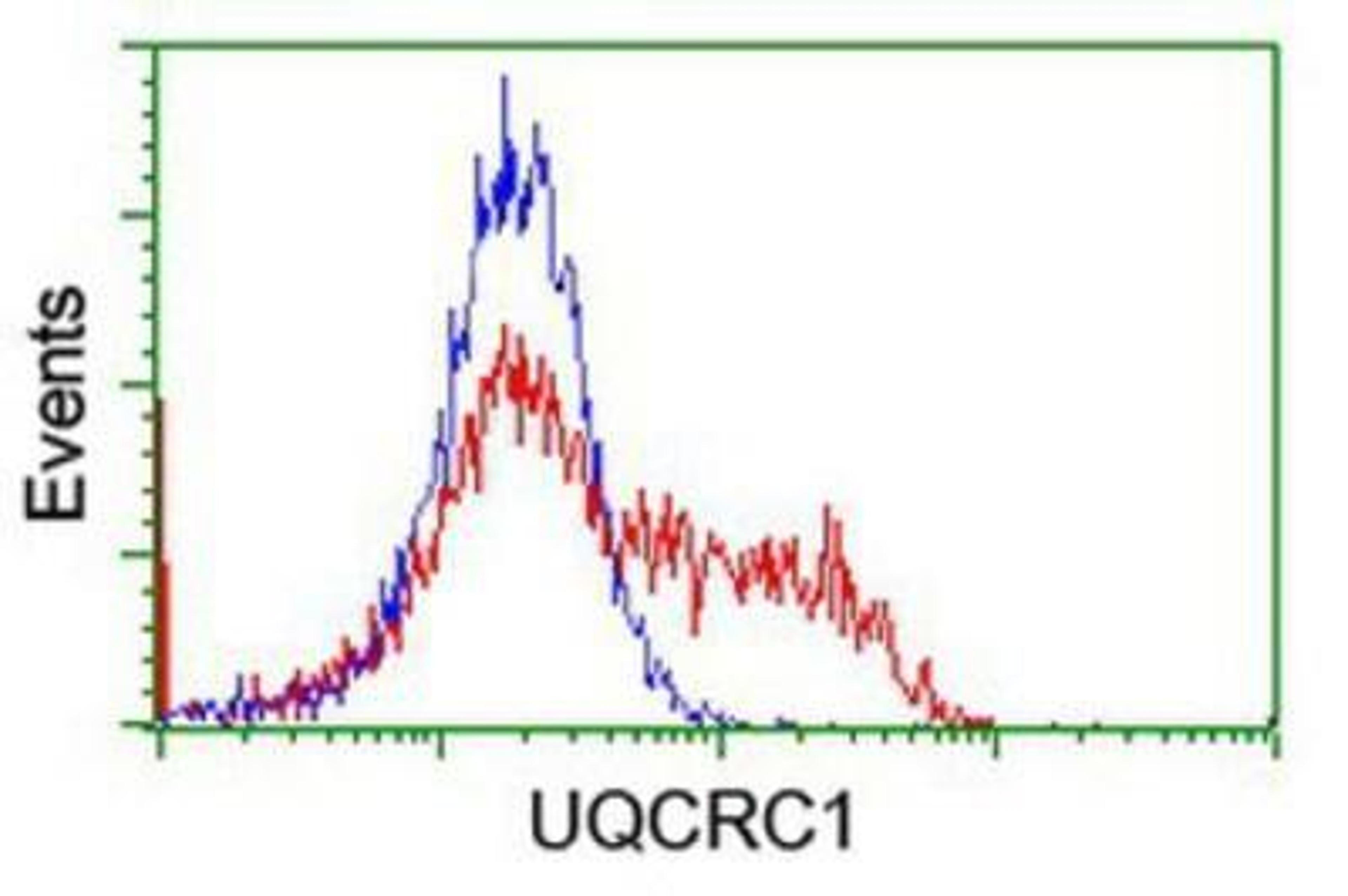 Flow Cytometry: UQCRC1 Antibody (1G6) [NBP2-03825] - HEK293T cells transfected with either overexpression plasmid (Red) or empty vector control plasmid (Blue) were immunostained by anti-UQCRC1 antibody, and then analyzed by flow cytometry.