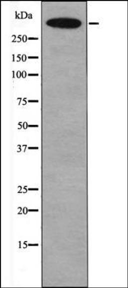 Western blot analysis of K562 whole cell lysates using DNA-PK -Phospho-Thr2609- antibody