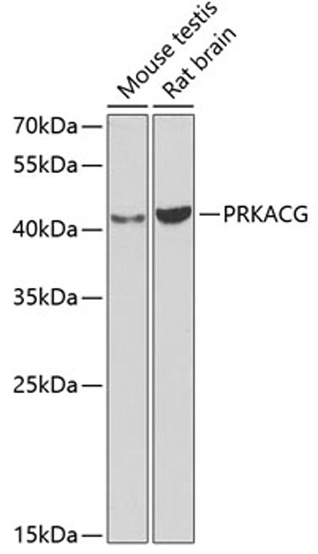 Western blot - PRKACG antibody (A7715)