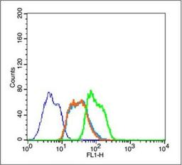 Flow cytometric analysis of Jurkat using HSP70 (phospho-Tyr525) antibody.