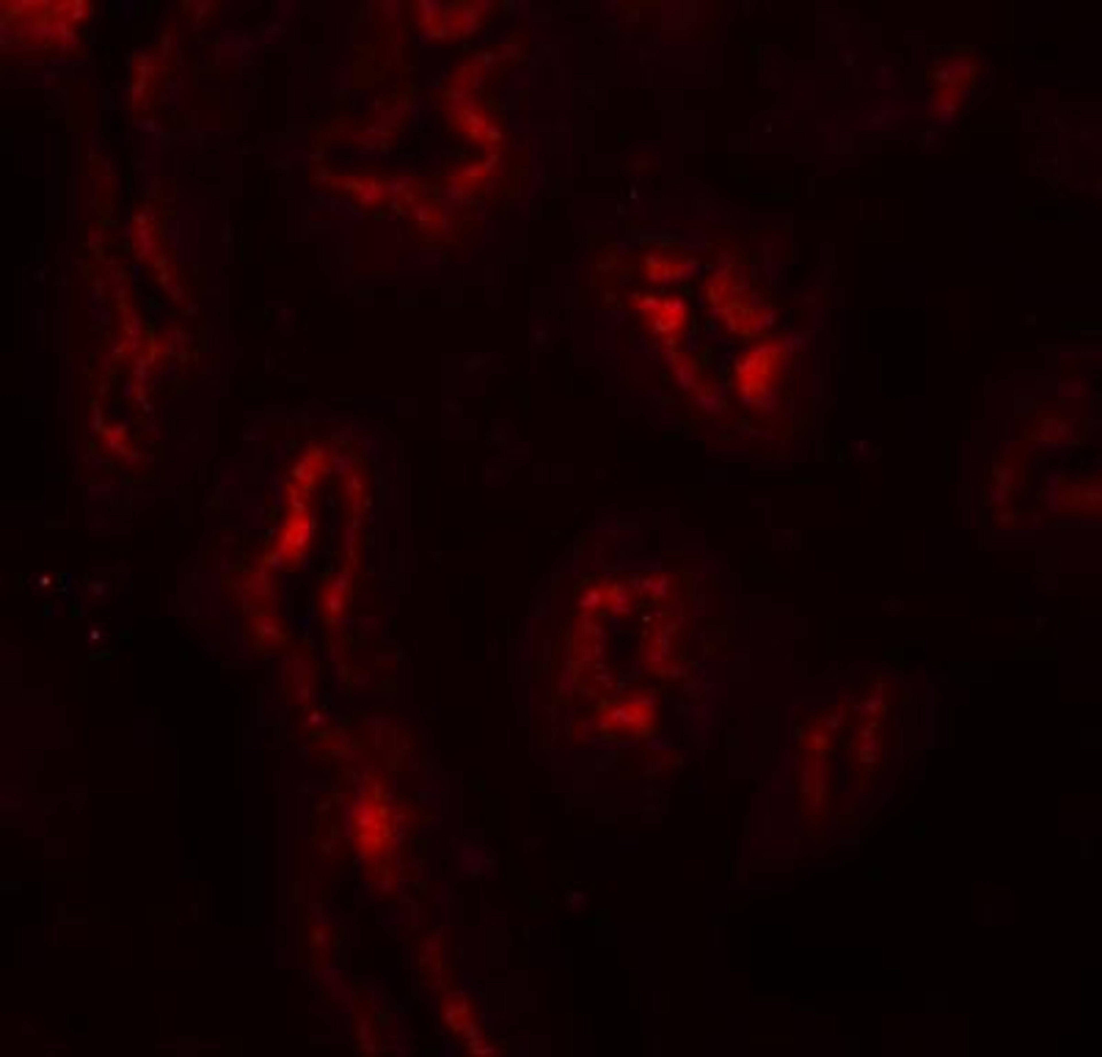 Immunocytochemistry/Immunofluorescence: AP3S1 Antibody [NBP1-76588] - Immunofluorescence of AP3S1 in human kidney tissue with AP3S1 antibody at 20 ug/mL.