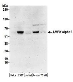 Detection of human and mouse AMPK alpha 2 by western blot.