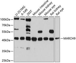 Western blot - MARCH9 antibody (A10596)