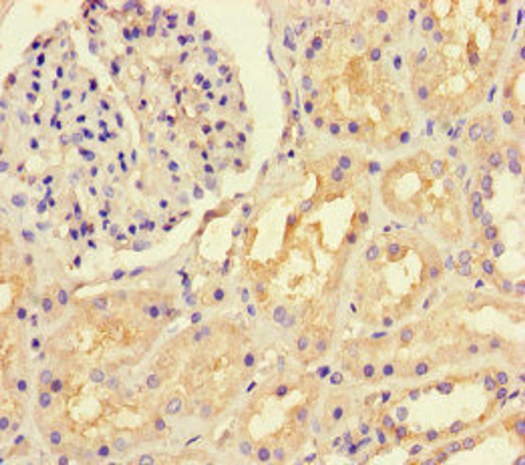 Immunohistochemistry of paraffin-embedded human kidney tissue using CSB-PA02049A0Rb at dilution of 1:100