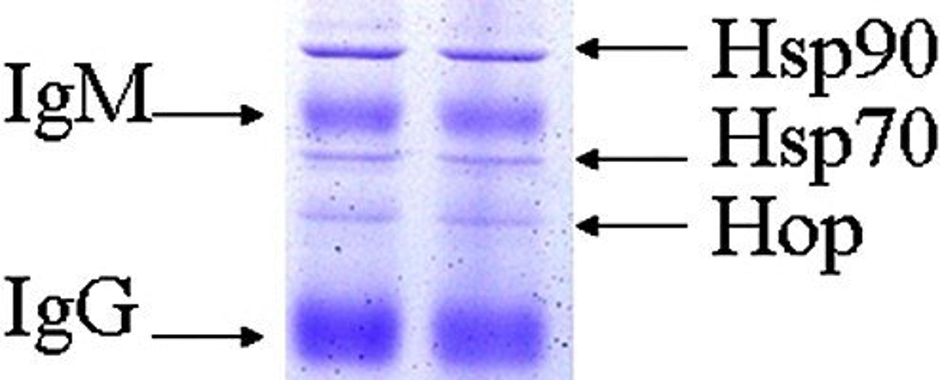 Western blot analysis of complex isolation (IP) from rabbit reticulocyte lysate using Hspc90 antibody