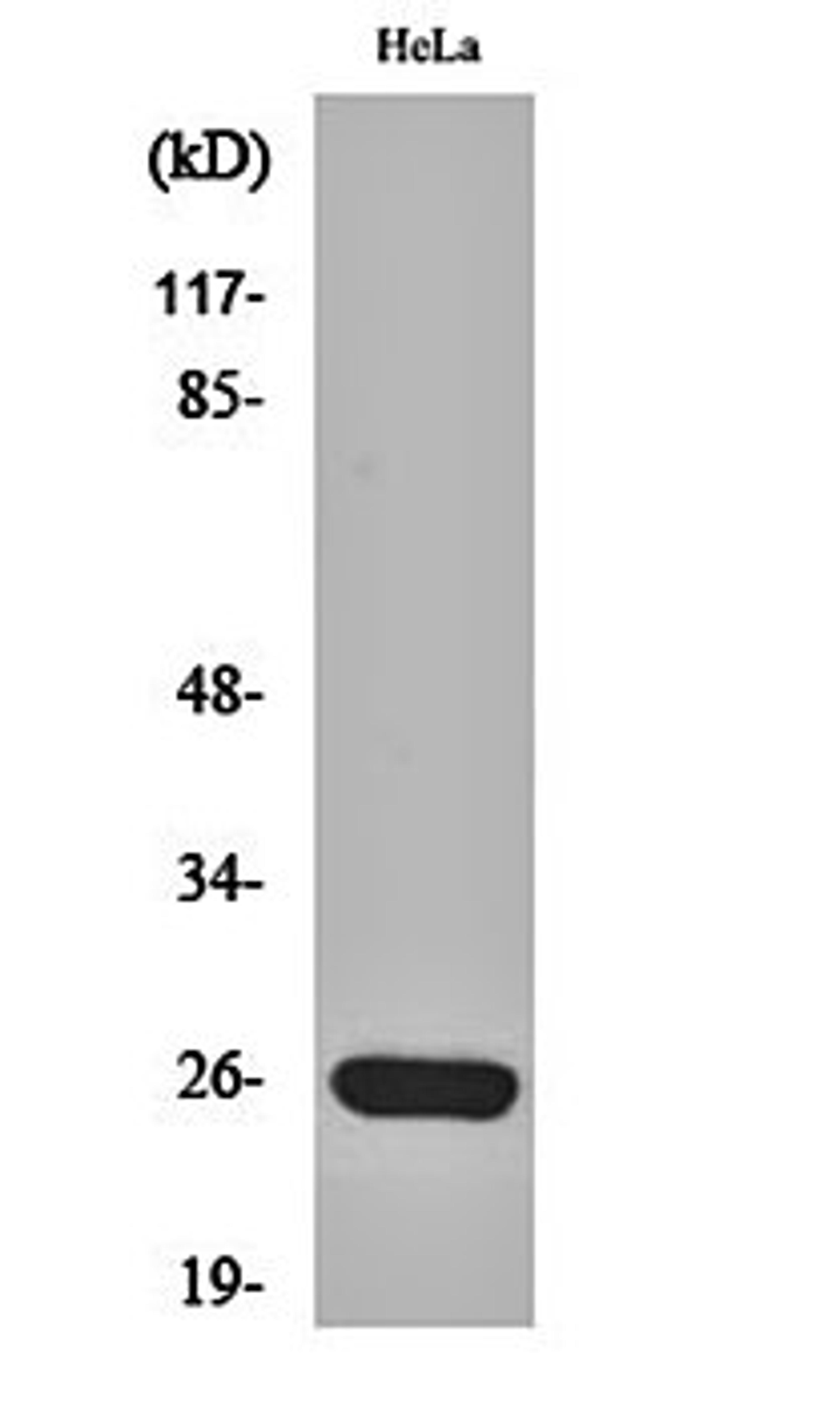 Western blot analysis of Hela cell lysates using MRP-S34 antibody