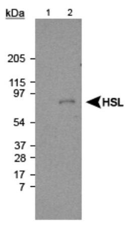 Western Blot: HSL Antibody [NB110-37253] - Detection of HSL using NB110-37253. Lane 1: Liver extract (negative control) Lane 2: Fat extract (10ug) (positive sample).