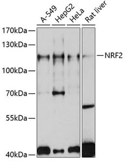 Western blot - NRF2 antibody (A11159)
