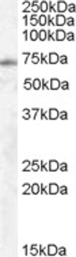 45-557 (0.5ug/ml) staining of Human Lung lysate (35ug protein in RIPA buffer). Primary incubation was 1 hour. Detected by chemiluminescence.