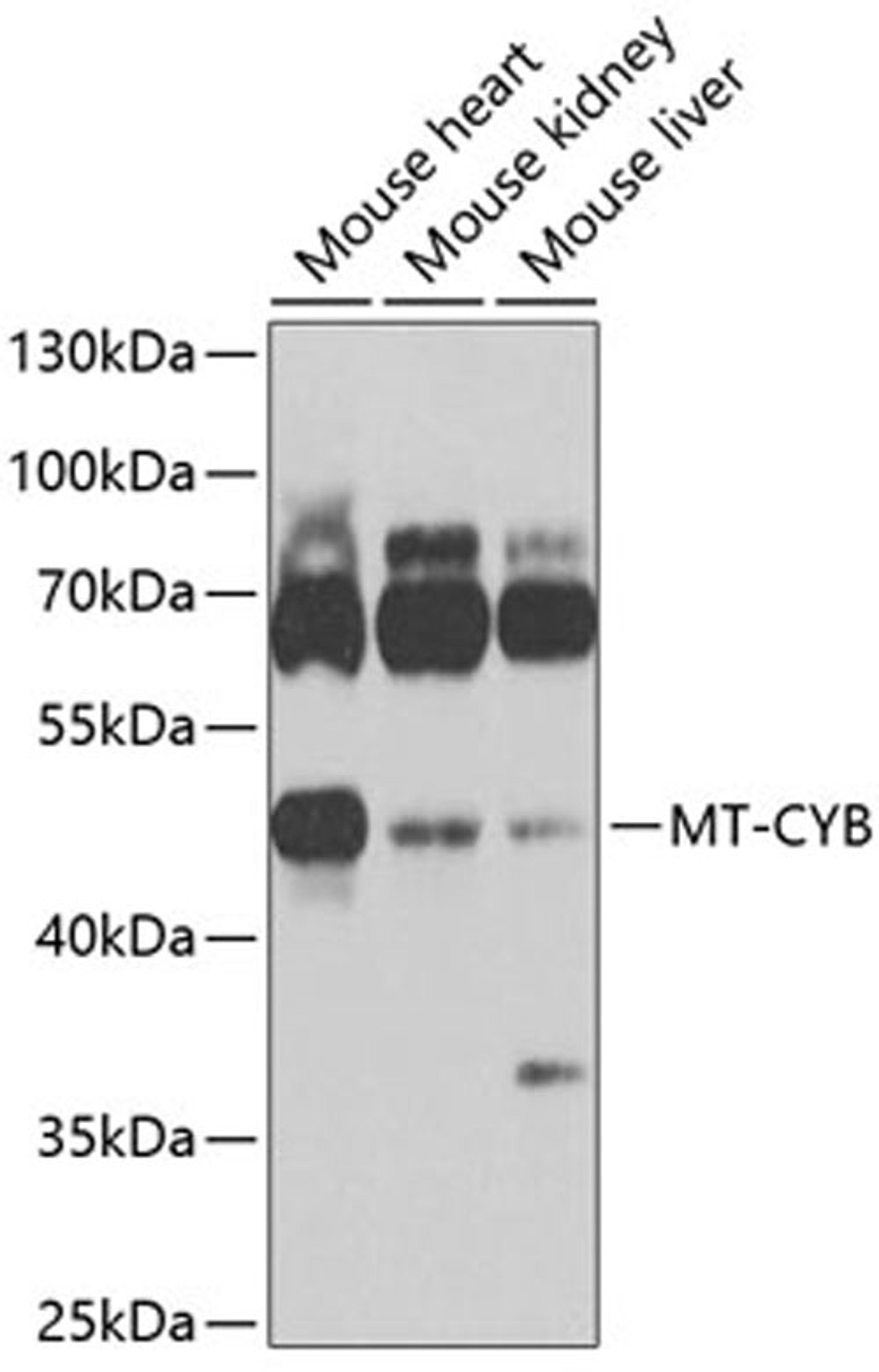 Western blot - MT-CYB antibody (A9762)