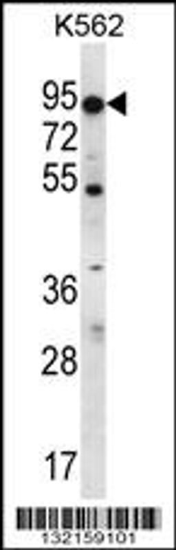 Western blot analysis in K562 cell line lysates (35ug/lane).